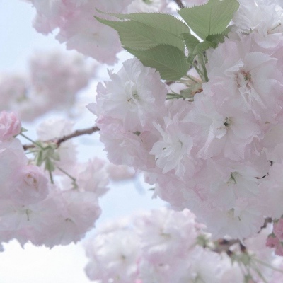 兽设冰雪元素设计福瑞群